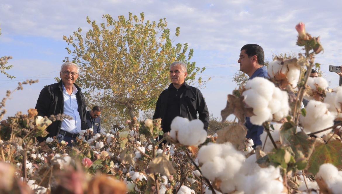 The “Merganteks” cluster receives high yields in desert lands